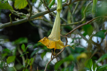 Delicate yellow flower hanging from a leafy branch in a serene forest setting