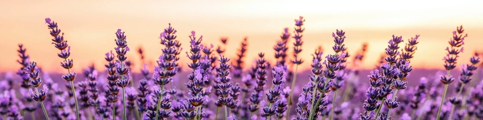 Obraz premium Lavender field under foggy sunrise provence nature scene tranquil atmospheric beauty