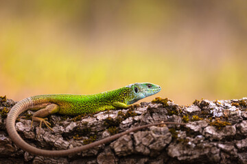 Green lizard (Lacerta viridis)