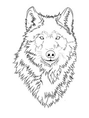 wolf head illustration