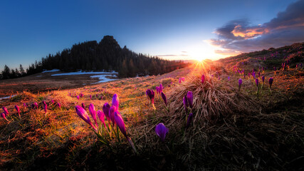 Sunset over a field of crocuses in Rarau Mountains
