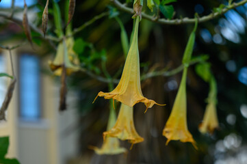 Delicate yellow blossoms sway gently in the warm afternoon breeze, adding beauty to the lush greenery