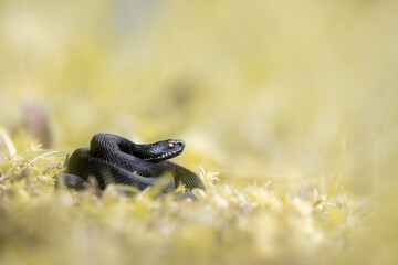 Nikolsky's viper (Vipera berus nikolskii)
