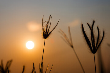 chloris virgata grass with sunset