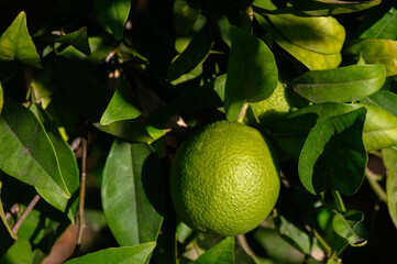 Bright green lime hanging from a vibrant lemon tree in a sunny orchard during late afternoon