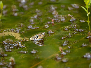 Barrenringelnatter (Natrix helvetica)