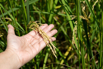 The farmer hand holding rice in the paddy