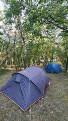 A tourist tent in the forest under a tree. Travel and adventures.