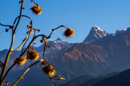 Srikantha and Gangotri Peaks in Garhwal Himalayas, Raithal, Uttarkashi, Uttarakhand