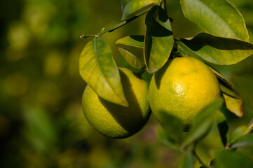 Fresh citrus fruits hanging from tree branches in the warm sunlight of a vibrant orchard