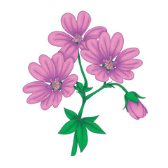 Geranium. A middle note in perfumery. Plant aromatic oil used to make perfumes. Illustration of Pink Wildflowers.