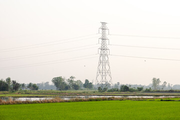 High tension electric poles on the paddy fields