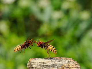 Hornisse (Vespa crabro), Königinnen
