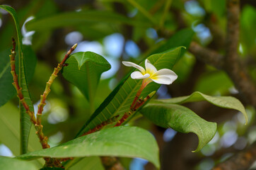 Delicate white flower blooming amid vibrant green leaves in a warm afternoon light