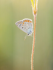 butterfly on a flower
