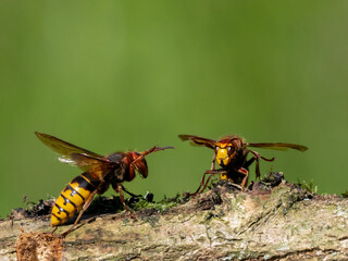 Hornisse (Vespa crabro) Königin
