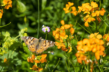 Painted Lady butterfly on Wallflower blossom