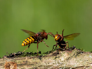 Hornisse (Vespa crabro) Königin