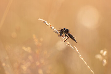 Robber fly with its prey