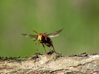 Hornisse (Vespa crabro) Königin