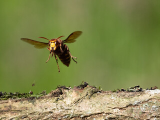 Hornisse (Vespa crabro) Königin
