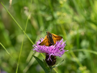 Rostfarbiger Dickkopffalter (Ochlodes sylvanus)