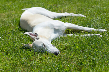 Whippet dog enjoys lying on the lawn in midday sun
