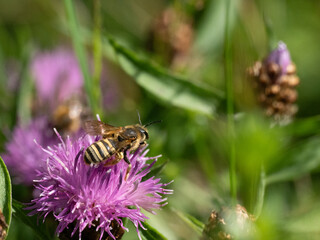 Gelbbindige Furchenbiene (Halictus scabiosae)