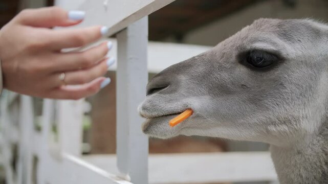 White llama eating carrot from hand close up