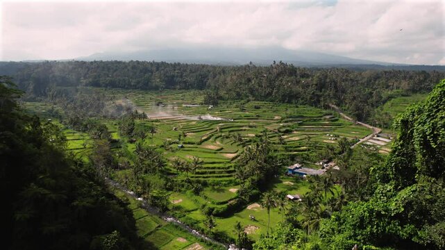 High angle view of rice fields in Ubud, Bali, Indonesia, drone aerial photography