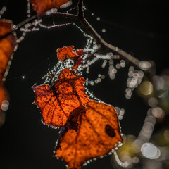 GOLDEN AUTUMN LANDSCAPE - Yellowed dry leaf on a branch