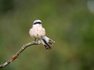 Neuntöter (Lanius collurio)
