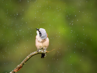 Neuntöter (Lanius collurio)