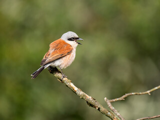 Fototapeta premium Neuntöter (Lanius collurio)