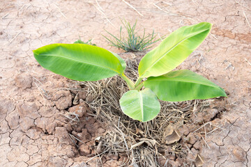 small banana tree in the farming area