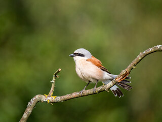 Neuntöter (Lanius collurio)