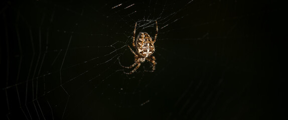 GARDEN SPIDER - A hunter on a cobweb waits for his prey