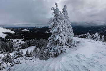 Frozen spruce trees 