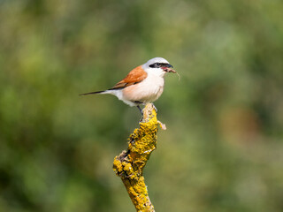 Neuntöter (Lanius collurio)