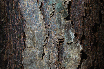 NATURE - Bark of a pine tree growing in the forest