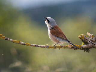 Neuntöter (Lanius collurio)