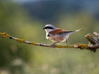 Neuntöter (Lanius collurio)