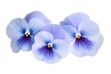  High-Quality PNG of Blue pansies on white isolated background – High Resolution © Dontrell