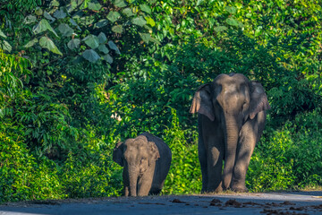 Fototapeta premium Elephants are large mammals and are the largest land animals. Wild elephants eat plants. They are big, have a small head, big legs, and have a trunk that reaches to the ground. That trunk is the nose.
