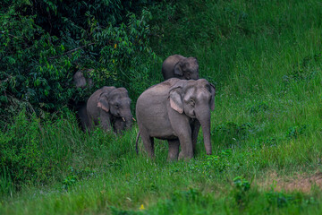 Obraz premium Elephants are large mammals and are the largest land animals. Wild elephants eat plants. They are big, have a small head, big legs, and have a trunk that reaches to the ground. That trunk is the nose.