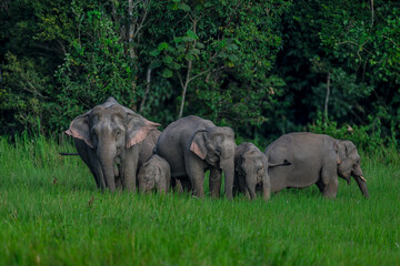 Elephants are large mammals and are the largest land animals. Wild elephants eat plants. They are big, have a small head, big legs, and have a trunk that reaches to the ground. That trunk is the nose.