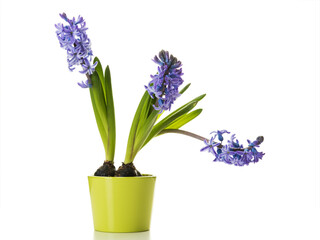 Potted Common Hyacinth flowers isolated on white background