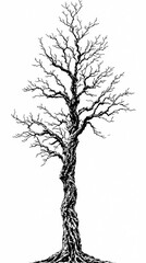 Obraz premium Gennemsigtig PNG tilgængelig leafless old spooky tree isolated on white or transparent