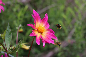 Soft pink and yellow dahlia with stamens and foliage in garden setting