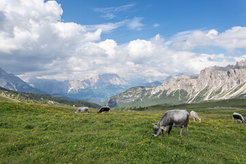 Fototapeta premium Passo Giau nelle dolomiti italiane